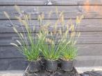 Lampenpoetsersgras (Pennisetum Hameln), Tuin en Terras, Planten | Tuinplanten, Volle zon, Siergrassen, Ophalen of Verzenden, Tweejarig