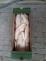 Doosje Sepia, Dieren en Toebehoren, Ophalen of Verzenden, Nieuw