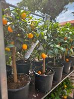 Kumquat | Callamondin | Limoen citrusboompjes, Ophalen, Lente