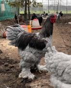 Brahma hanen groot, Dieren en Toebehoren, Pluimvee, Mannelijk, Kip