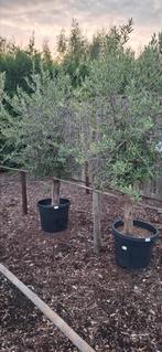 Mooie  olijfbomen olea., 100 tot 250 cm, Zomer, Palmboom, Ophalen