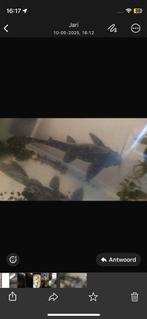 Meerval 20 cm, Dieren en Toebehoren, Vissen | Aquariumvissen