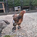 Brahma haantjes en hennetjes te koop, Dieren en Toebehoren, Pluimvee, Meerdere dieren, Kip