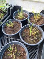 Chinese Bieslook met knoflook bijsmaak in 17 cm pot ., Tuin en Terras, Planten | Tuinplanten, Ophalen of Verzenden, Herfst, Vaste plant