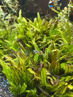 Jonge guppen, Dieren en Toebehoren, Vissen | Aquariumvissen, Vis