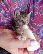 Superlieve kitten, Dieren en Toebehoren, Katten en Kittens | Overige Katten, Meerdere dieren, Kortharig, 0 tot 2 jaar