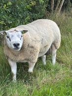 Luxe Texelaar stamboek ram 2,5 jaar, met dubbel booroola gen, Dieren en Toebehoren, Schapen, Geiten en Varkens, Mannelijk, Schaap