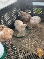 Celadon kwartels te koop, Dieren en Toebehoren, Meerdere dieren, Overige soorten