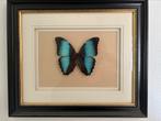 Lijsten met vlinders, Minder dan 50 cm, Ophalen of Verzenden, Zo goed als nieuw