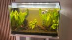 Superfisch aquarium z.g.a.n.  met maanvissen compleet, Ophalen, 2525kd, Superfisch, Superfisch@gmail.com