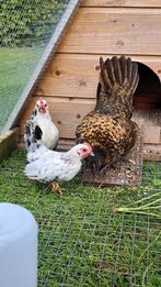 Saramakuikens, Dieren en Toebehoren, Geslacht onbekend, Kip