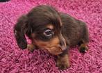 Te koop mooie langhaar Dwerg Teckels pups (tekkel), Nederland, CDV (hondenziekte), 8 tot 15 weken, Dwerg