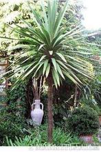 20 x Cordyline Australis palmboom zaden, Ophalen, Gehele jaar, Zaad