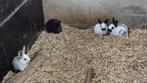 Lotharinger konijnen (rammen) TE KOOP, Meerdere dieren, Groot, 0 tot 2 jaar