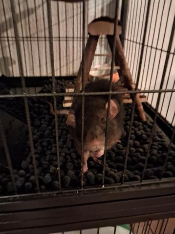 Mannetjes rat inclusief kooi beschikbaar voor biedingen