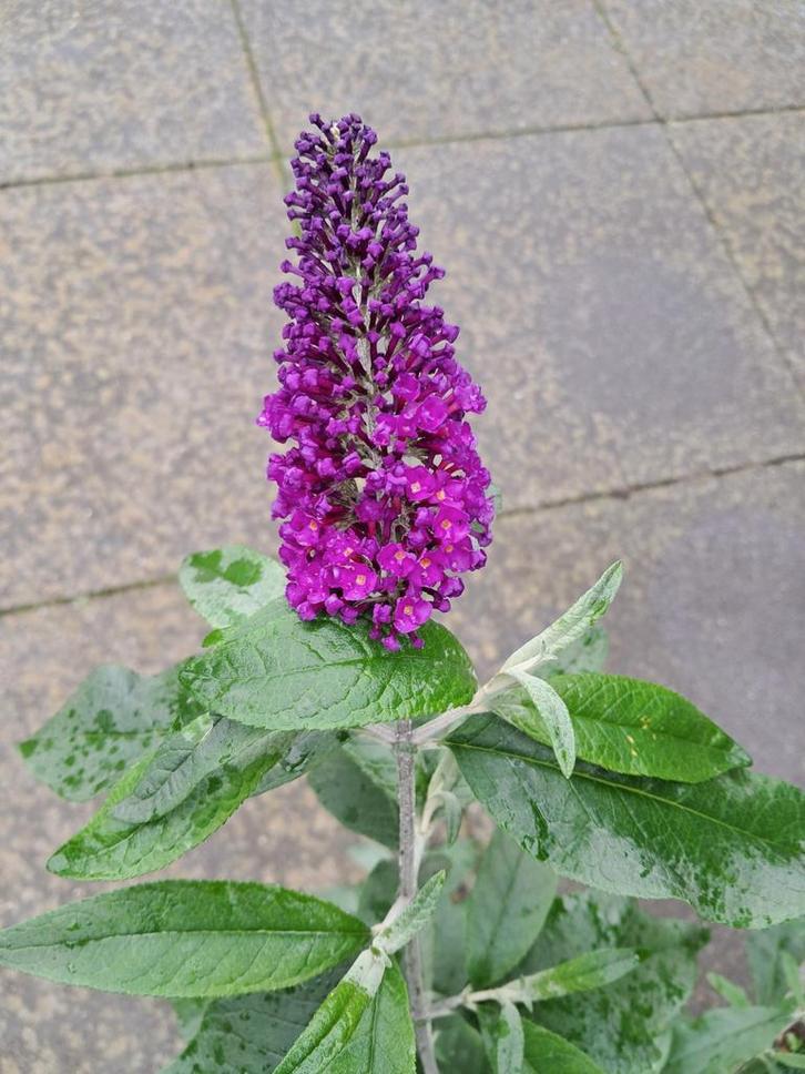 Vlinderstruik,  kleur donkerpaars, Tuin en Terras, Planten | Tuinplanten, Overige soorten, Volle zon, Ophalen