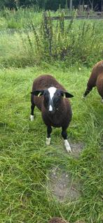 Zwartbles dekram, Dieren en Toebehoren, Schapen, Geiten en Varkens, Mannelijk, Schaap, 0 tot 2 jaar