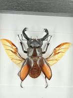 Hertkever in lijst - Wildernis Atelier, Ophalen of Verzenden, Nieuw, Opgezet dier