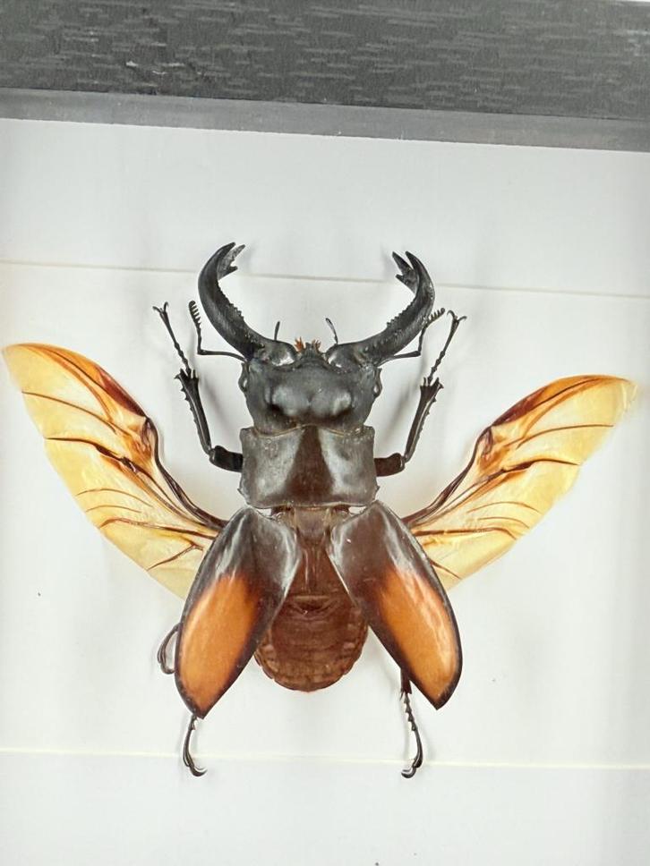 Hertkever in lijst - Wildernis Atelier, Verzamelen, Dierenverzamelingen, Nieuw, Opgezet dier, Ophalen of Verzenden