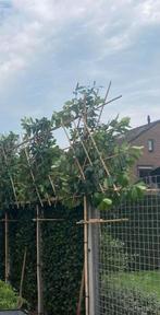 Leilaurier – Prunus laurocerasus – Wintergroene Privacyboom, Tuin en Terras, Ophalen, Volle zon, Overige soorten, 100 tot 250 cm