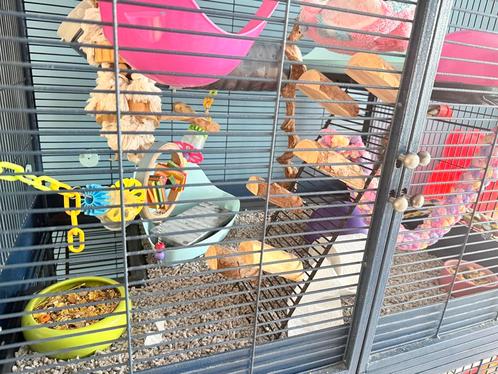 Savic Royal Suite, met 4 rittens (dames), Dieren en Toebehoren, Knaagdieren, Vrouwelijk, Rat, Juni, Tam