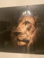 Plexiglas schilderij leeuw 80 cm L x 120 cm B, Schilderij, Ophalen of Verzenden, Zo goed als nieuw
