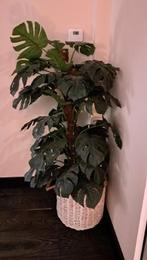 Kunstplant (Incl. mand), Ophalen, Nieuw, Binnen