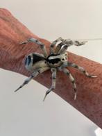 Papo Tarantula, reuzen spin  2016 groot, Ophalen of Verzenden