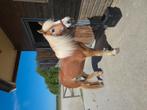 Verzorgster gezocht voor mijn lieve Haflinger., Dieren en Toebehoren, Paarden en Pony's | Overige Paardenspullen, Ophalen of Verzenden