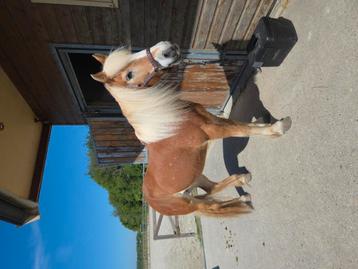 Verzorgster gezocht voor mijn lieve Haflinger. beschikbaar voor biedingen
