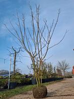Clerodendrum trichotomum - Japanse Kansenboom meerstammige, 100 tot 250 cm, Zomer, Volle zon, In pot