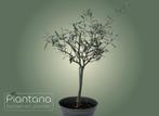 Olea Europaea - olijfboom, Ophalen of Verzenden, Lente, Olijfboom, Minder dan 100 cm