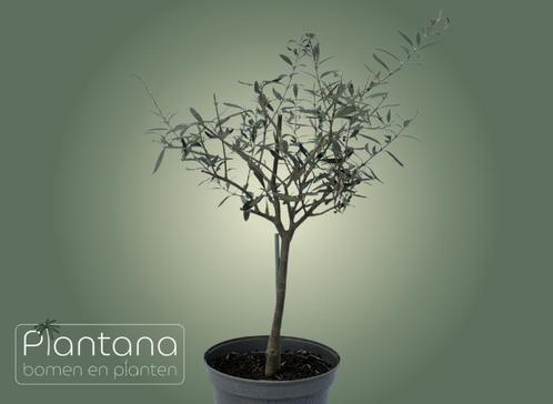 Olea Europaea - olijfboom, Tuin en Terras, Planten | Bomen, Olijfboom, Minder dan 100 cm, Volle zon, Lente, In pot, Ophalen of Verzenden