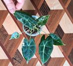 Alocasia Frydek Variegata cluster (minimaal bont), Huis en Inrichting, Kamerplanten, Overige soorten, Minder dan 100 cm, Groene kamerplant