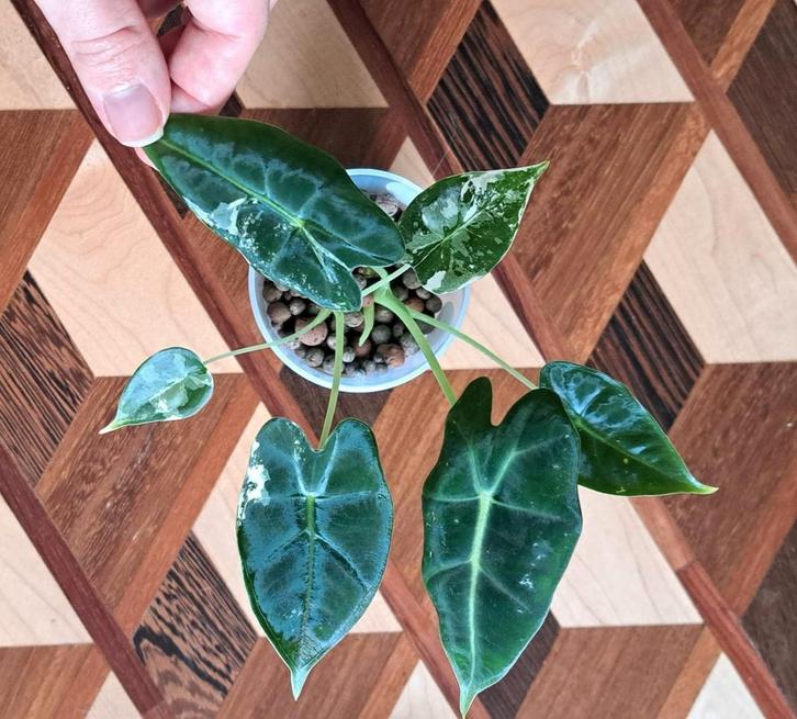 Alocasia Frydek Variegata cluster (minimaal bont), Huis en Inrichting, Kamerplanten, Overige soorten, Minder dan 100 cm, Groene kamerplant