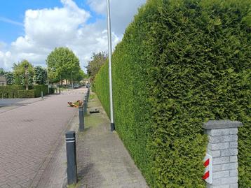 Hovenier snoeien en boomkap beschikbaar voor biedingen