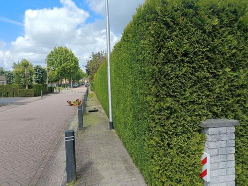 Hovenier snoeien en boomkap, Diensten en Vakmensen, Tuinmannen en Stratenmakers