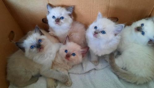 Ragdoll kittens met stamboom, Dieren en Toebehoren, Katten en Kittens | Raskatten | Langhaar, Meerdere dieren, 0 tot 2 jaar, Met stamboom