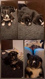 Husky x rottweiler/herder puppy's, Dieren en Toebehoren, Honden | Niet-rashonden, 8 tot 15 weken, Groot, Meerdere, Meerdere dieren