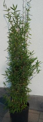 Niet woekerende bamboe  , fargesia nitida winterjoy, Tuin en Terras, Ophalen, Bamboe