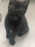 Lieve kittens  Brits/Maine coon, Dieren en Toebehoren, Poes, 0 tot 2 jaar