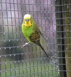 Grasparkieten (Bush Budgies), Dieren en Toebehoren, Vogels | Parkieten en Papegaaien, Meerdere dieren, Parkiet, Geringd