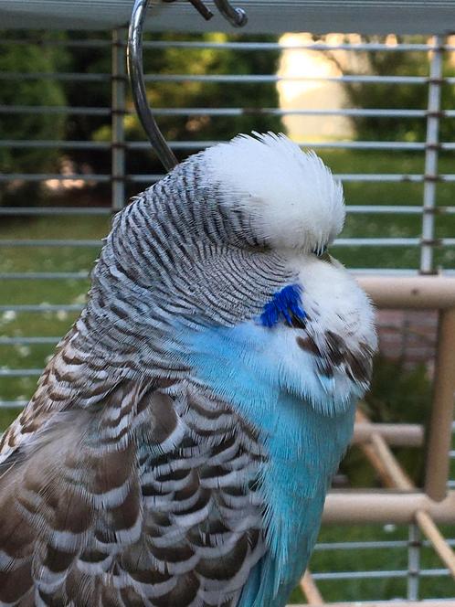 Gezocht: Jonge Engelse parkiet (mannetje), Dieren en Toebehoren, Vogels | Parkieten en Papegaaien, Parkiet