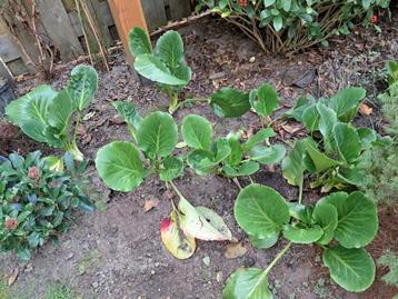 Bergenia,  de laatste planten die eruit mogen  beschikbaar voor biedingen
