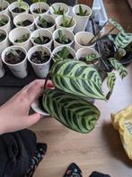 Ctentanthe exotica, Ophalen, Overige soorten, Minder dan 100 cm