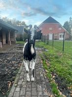 Goed tehuis gezocht voor oude geit., Dieren en Toebehoren, Schapen, Geiten en Varkens, Mannelijk, Geit, 6 jaar of ouder