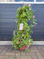 Thunbergia Alata (roze) - Suzanne met de mooie ogen H:115 cm, Ophalen, Volle zon, Vaste plant, Klimplanten