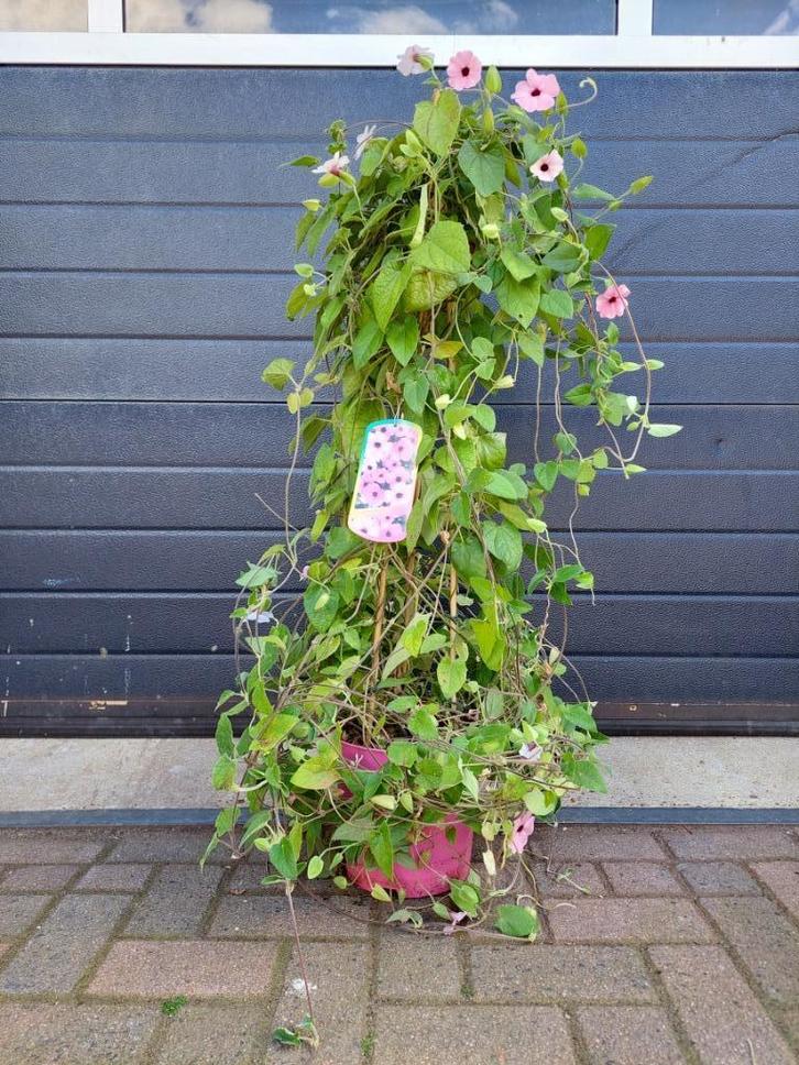 Thunbergia Alata (roze) - Suzanne met de mooie ogen H:115 cm, Tuin en Terras, Planten | Tuinplanten, Vaste plant, Klimplanten