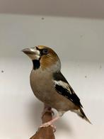 1-0 appelvink, Dieren en Toebehoren, Mannelijk, Wildzangvogel, Geringd