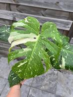 Monstera Thai Constellation, Ophalen of Verzenden, Overige soorten, Halfschaduw, Minder dan 100 cm